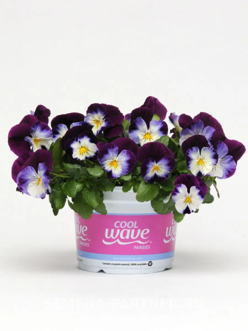 Виола ампельная Кул Вэйв Вайлет Винг - Партнер фото 4
