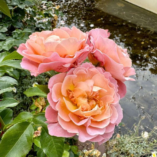 Роза Мари Кюри