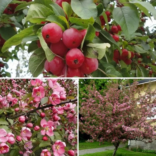 Яблоня Маковецкого декоративная (саженец с этикеткой) 1шт