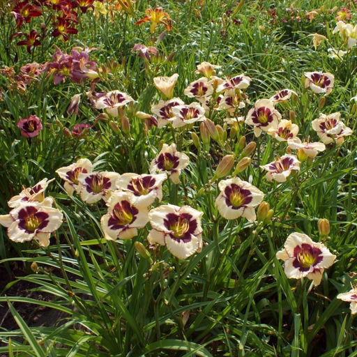 Лилейник Celebration of Angels (Селебрэйшн оф Энджелс) - Долина роз фото 4