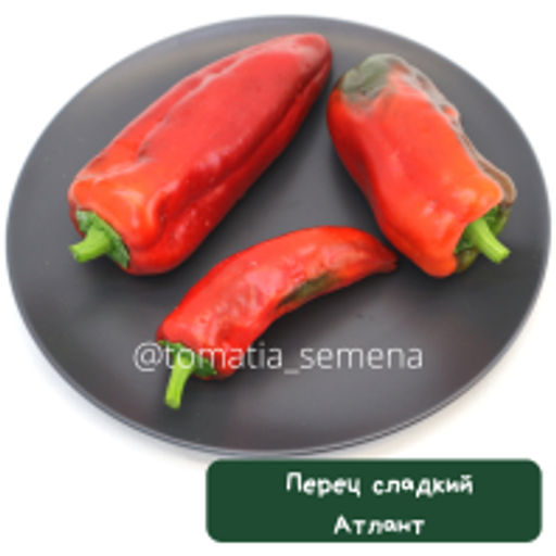 Перец Атлант - Tomatia фото 2