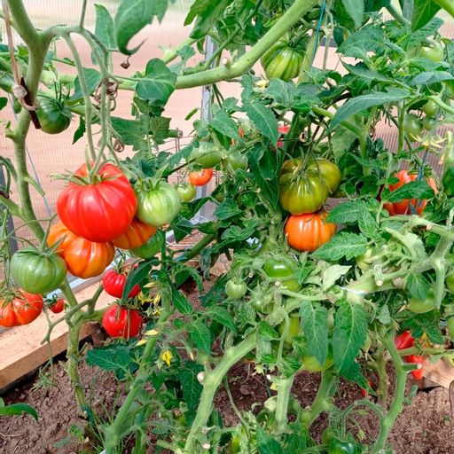 Томат САХАРНАЯ ГОЛОВА Салатный сорт Челябинской селекции! Плоды мясистые, безумно сладкие, тяжеловесные, массой до 1,5 кг! - Уральский дачник фото 10