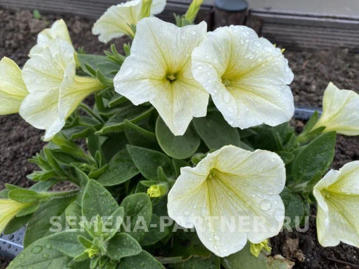 Петуния Лулу Лаймлайт каскадная лимонная - Партнер фото 6