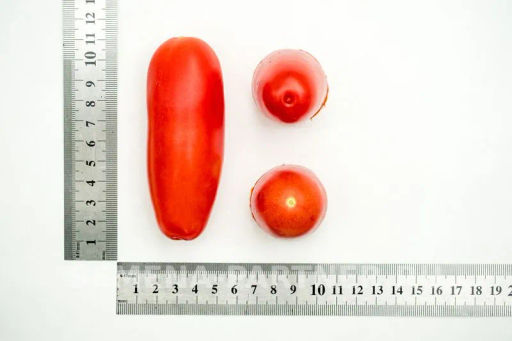 Томат Дамский Каприз - Партнер фото 4