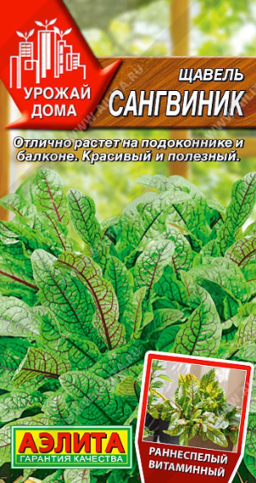 Щавель Сангвиник