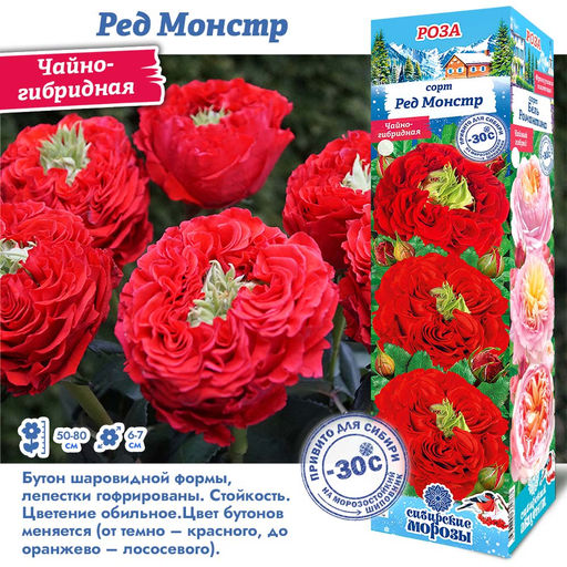 Роза Ред Монстр (Чайно-гибридная) 1шт