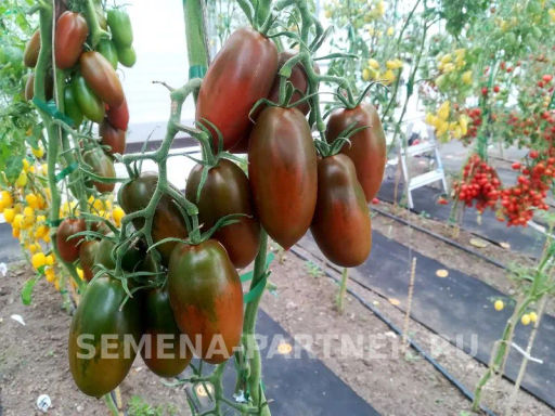 Томат Бурая Гроздь - Партнер фото 7