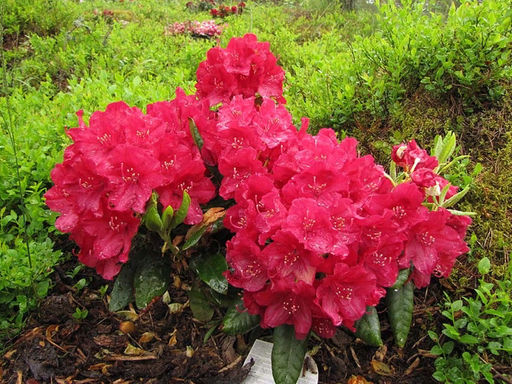 Рододендрон Wladyslaw Jagiello, Royal Red (Владислав Ягелло, Роял Ред) - Долина роз фото 8