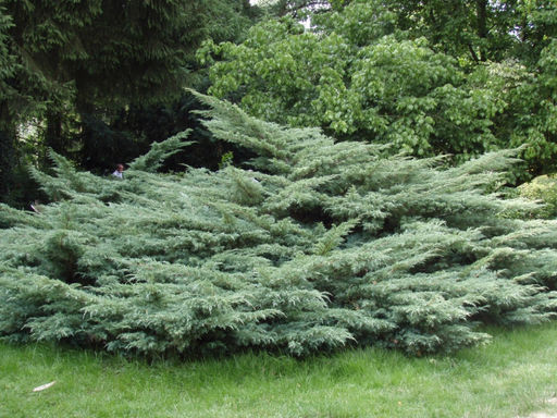 Можжевельник средний Пфитцериана Глаука - Долина роз фото 3