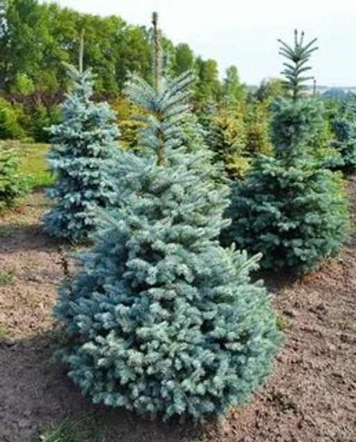 Ель колючая Глаука (С2)