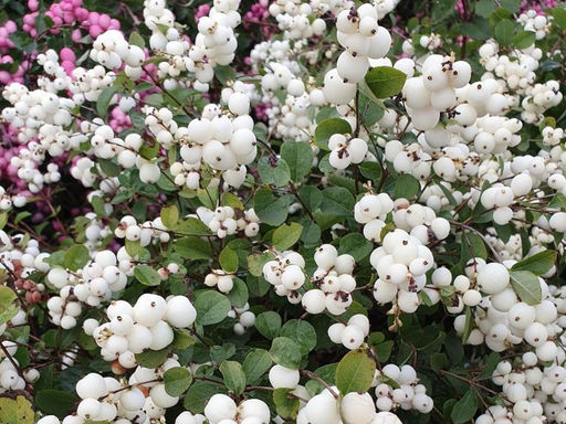 Снежноягодник белый - Долина роз фото 2