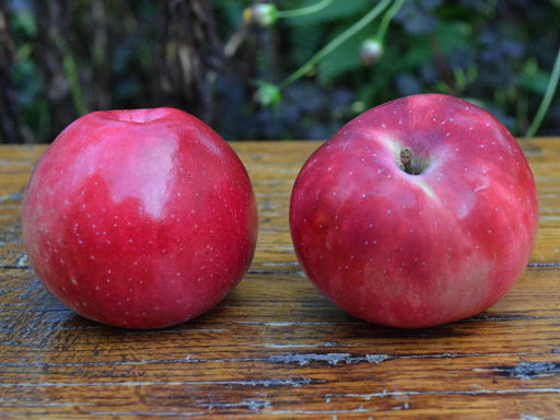 Яблоня Раннее алое - Долина роз фото 2