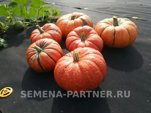 Тыква Конфетка - Партнер фото 5