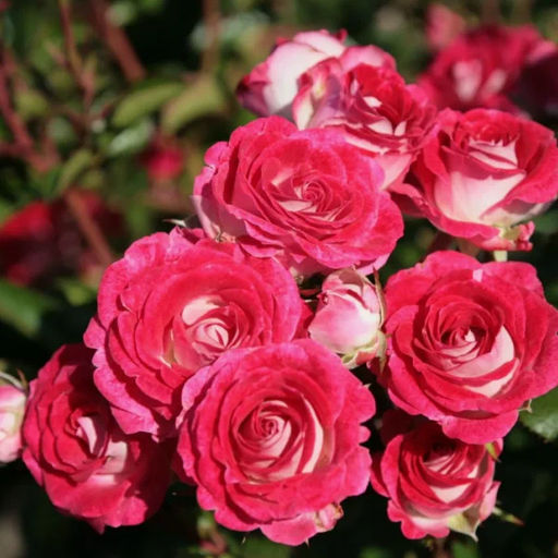 ШОНЕ КОБЛЕНЦЕРИН