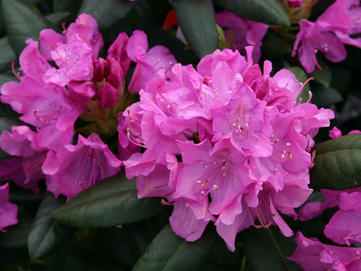 Рододендрон Roseum Elegans (Розеум Элеганс) - Долина роз фото 3