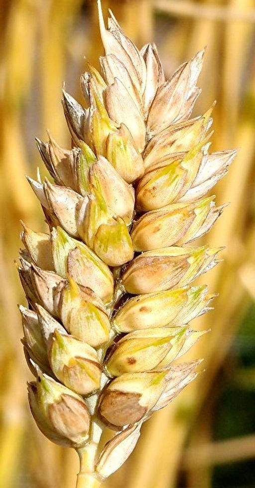 Карликовая Плотноколосая Пшеница - Triticum Compactum - Дом помидоров фото 2