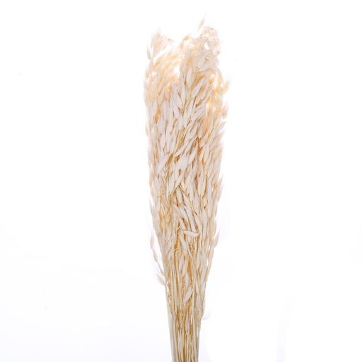 Сухоцвет «Овёс посевной», белый, 50 г в упаковке