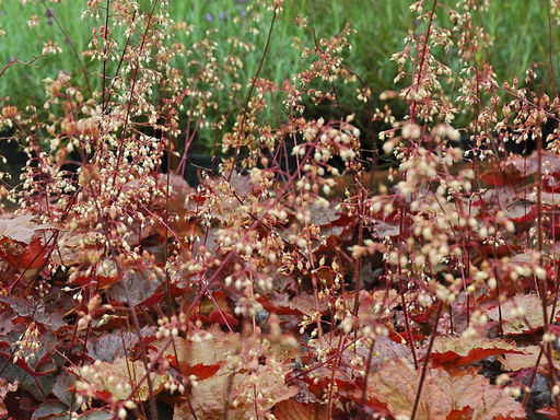 Гейхера Капучино - Долина роз фото 2
