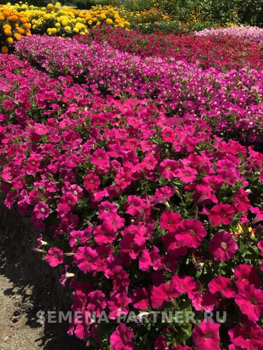 Петуния Ма Шери Фиона полуампельная глубокий розовый - Партнер фото 8