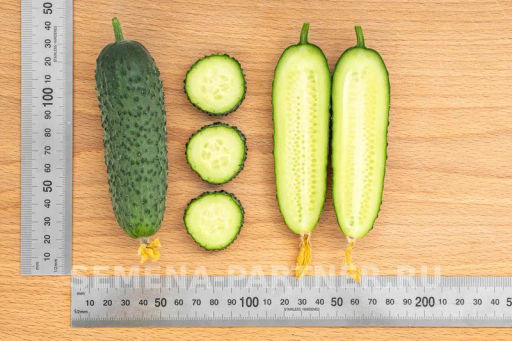Огурец партенокарпический Бьерн - Партнер фото 7