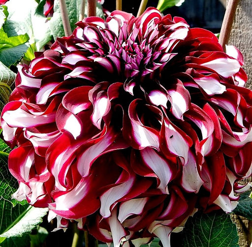 ГЕОРГИНА Икс Фактор Разбор I Кол-во упак., шт 1