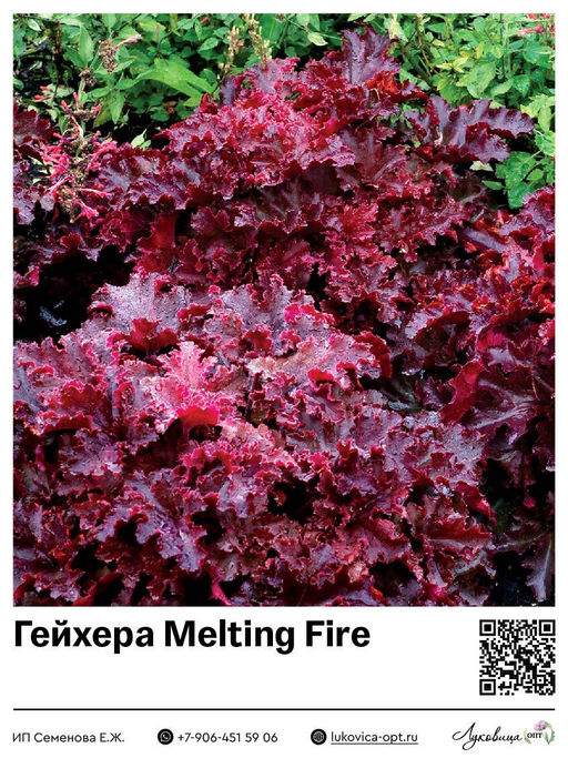 Гейхера Melting Fire (Мелкоцветная)