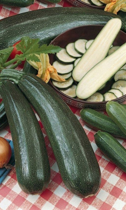Кабачок УГОЛЁК  Арбузный аромат! Суперхранение! Высокая устойчивость к болезням! - Уральский дачник фото 2