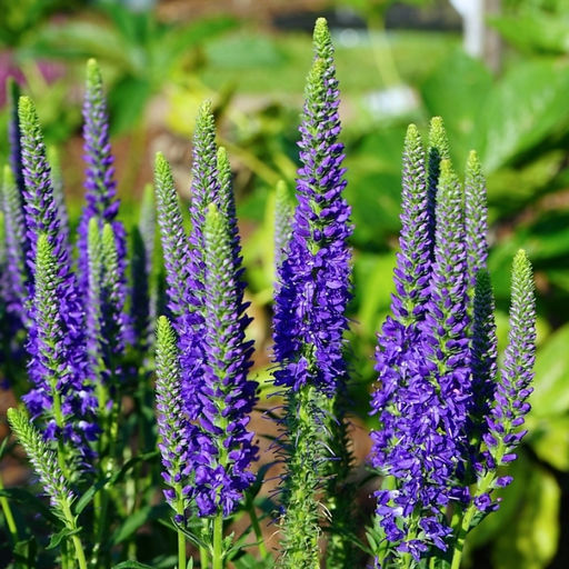 Вероника колосковая Анниверсари Блю - Долина роз фото 4