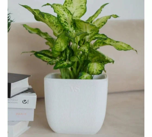 Горшок для цветов с дренажной системой Фабио VipSet 1,95 л белый (AMF-1,95-01) - Крассула фото 4