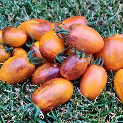 7145T Томат Атомный закат 10шт