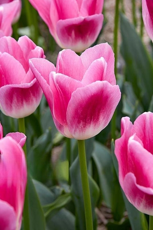 Тюльпан Royal Ten (Триумф) - Голландские луковицы фото 3