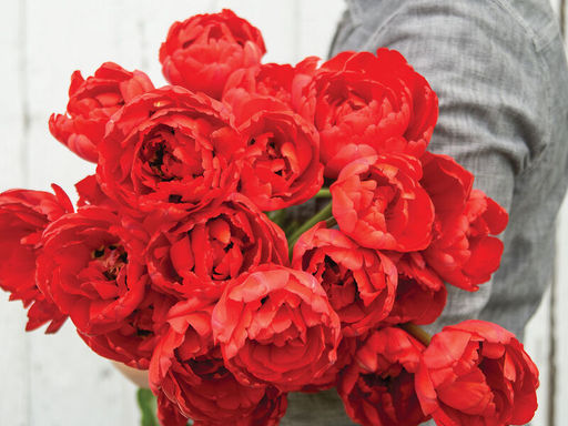 Тюльпан Миранда - Долина роз фото 2