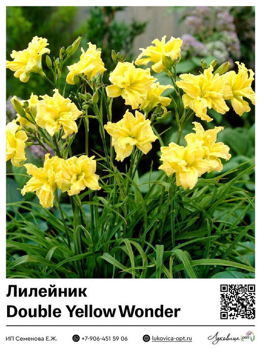 Лилейник Double Yellow Wonder (Махровый)