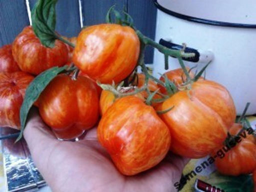 Томаты для фарширования Striped Stuffer
