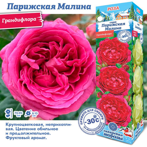 Роза Парижская Малина (Грандифлора) 1шт