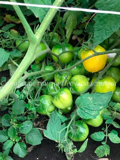 Томат Лиана желтая 20-25шт. (Самарские семена)