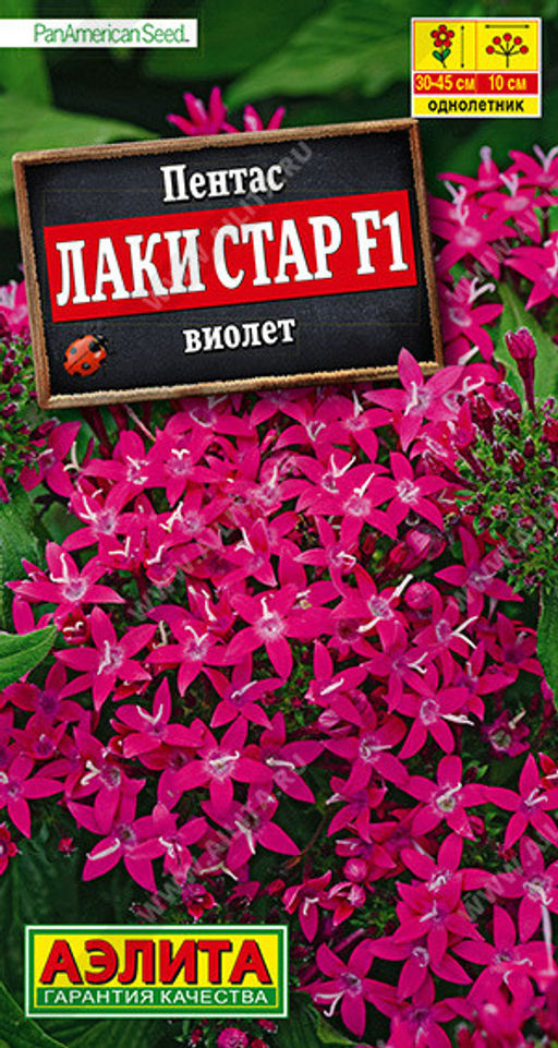 1666A Пентас Лаки стар F1 виолет 3шт