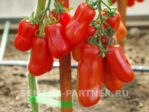 Томат Жиголо - Партнер фото 4