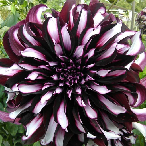 ГЕОРГИНА Тартан Разбор I Кол-во упак., шт 1