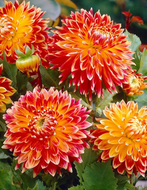 Георгина Akita (Декоративная) - Голландские луковицы фото 2