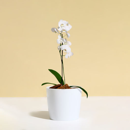 Цена за 4 шт. Кашпо для цветов, d=10 см, 0.5 л, пластик, белое