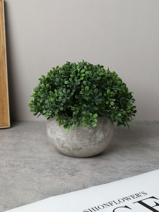 Цветочная композиция Зелень самшит 12 см / KL-10 /уп 6/144/ - ГалеонТрейд фото 2