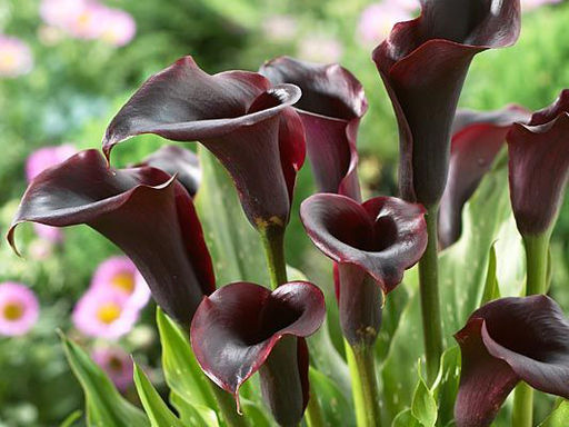 Калла Schwarzwalder (Шварцвальдер) - Долина роз фото 7