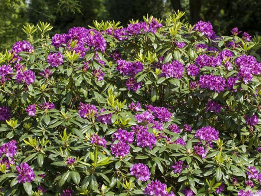 Рододендрон Распутин - Долина роз фото 4