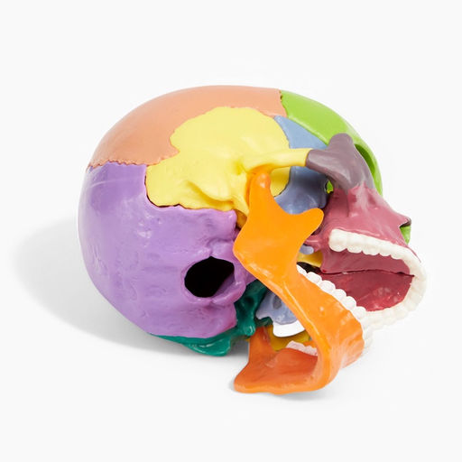 Анатомическая модель «Макет черепа человека», разборный, цветной, 14×10×11 см