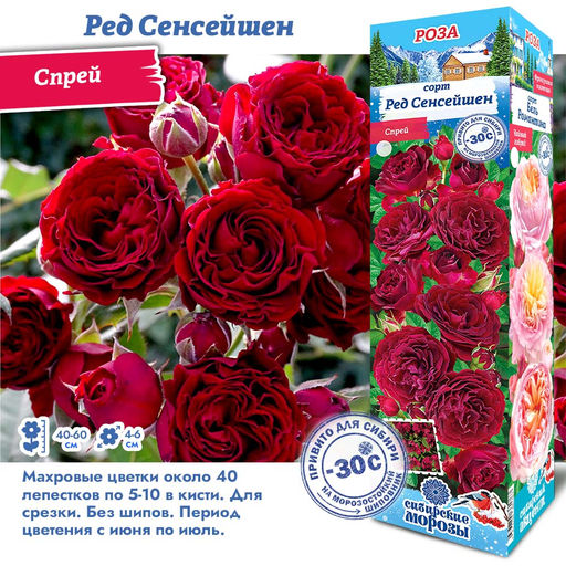 Роза Ред Сенсейшен (Спрей) 1шт