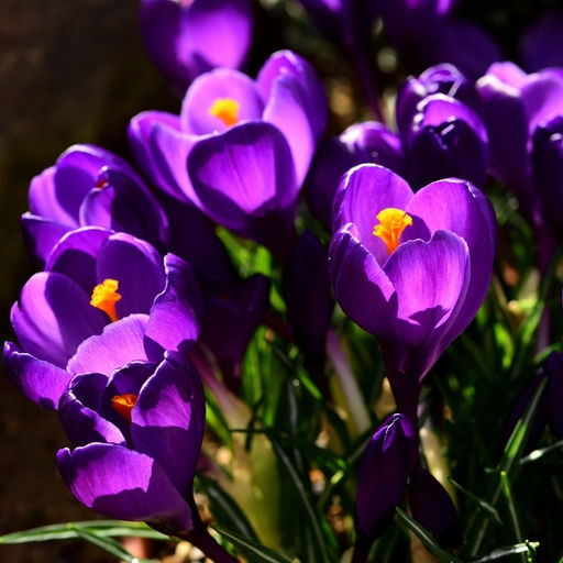 Крокус Flower Record (Флавер Рэкорд) 5 шт - Долина роз фото 8
