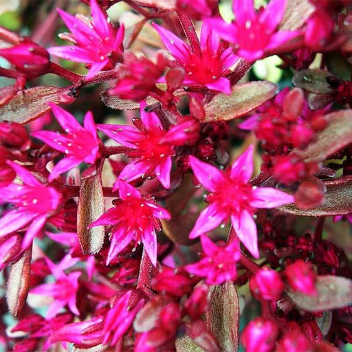 Очиток ложный Вуду - САДовник фото 3