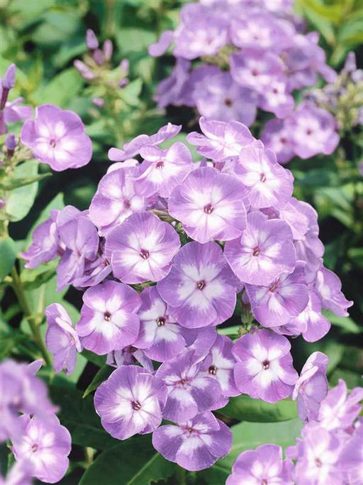 ФЛОКС Катерина Разбор I Кол-во упак., шт 2