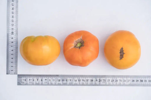 Томат Амана Оранж - Партнер фото 8
